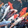 4 Tips Memelihara Ikan Koi di Kolam