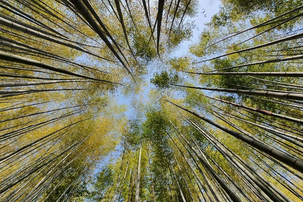 Ilustrasi Hutan Bambu - Pohon bambu di Ahopsan Forest yang terletak di Busan, Korea Selatan.
