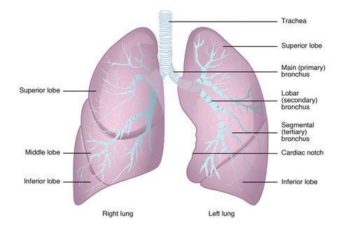 Organ berpasangan: Pengertian dan Contohnya pada Tubuh Manusia