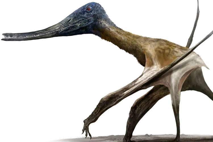 Jejak Raksasa Terbang Ditemukan, Bukti Pterosaurus Turun ke Tanah