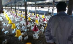 Dua Sertifikasi Ini Jadi Kunci Tingkatkan Ekspor Telur dan Daging Ayam