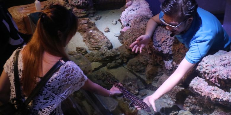 Pengunjung bisa memegang bayi binatang-binatang bawah laut yang jarang ditemui, di wahana Jakarta Aquarium. Salah satunya bayi hiu macan yang sedang dipegang wisatawan tersebut.