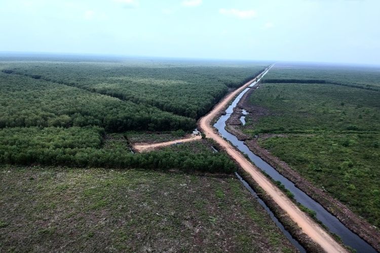 Kanal Raksasa dan Labirin Akasia di Jambi: Ketika Gambut Mengering, Warga dan Harimau Terancam