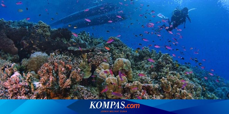 Studi Baru Peningkatan Co2 Ancam Masa Depan Terumbu Karang Halaman All Kompas Com