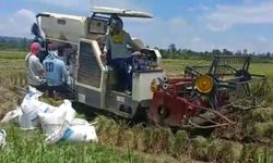 Panen di Masa Covid-19 Harus Dilakukan, Mentan Minta Petani Tetap Waspada