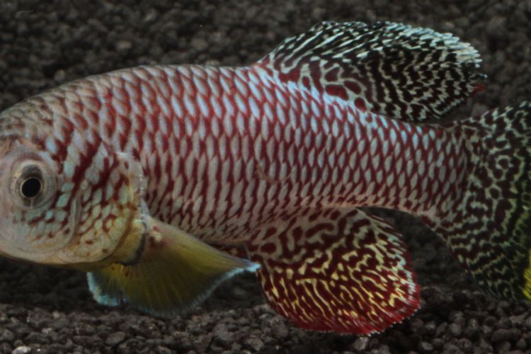 92 Koleksi Gambar Pola Hewan Vertebrata HD Terbaik - Gambar Hewan