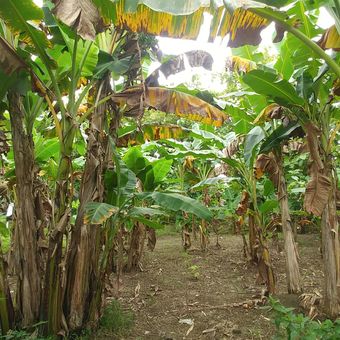 Ilustrasi pohon pisang, tanaman pisang. 