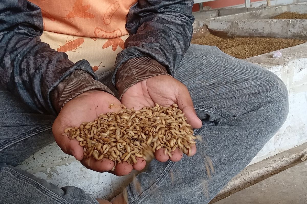 Maggot hasil panen memiliki nilai ekonomis tinggi dengan harga jual dikisaran Rp 5.000 hingga Rp7.000 per kilogram, Kamis (18/7/2024).