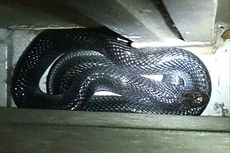 Cerita Rahmat Temukan Ular Kobra 1,5 Meter Sembunyi di Balik Kulkas