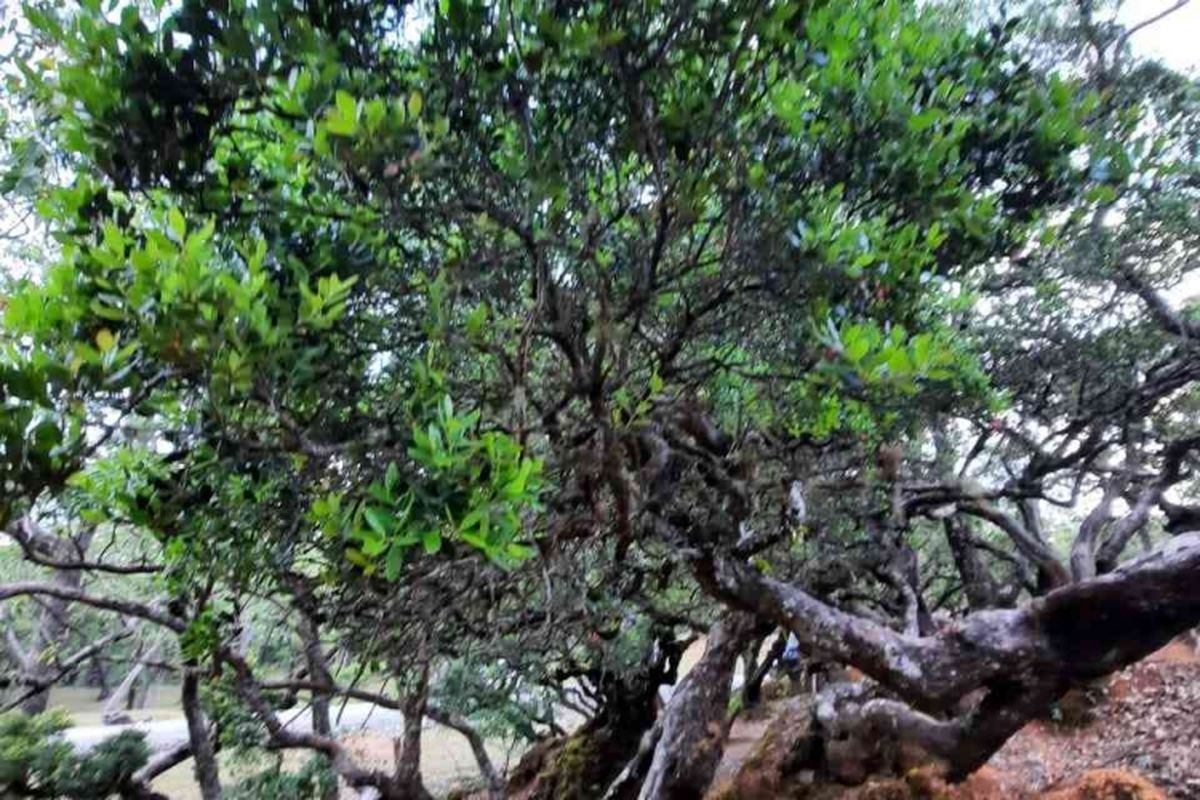 Bonsai pohon ampupu.