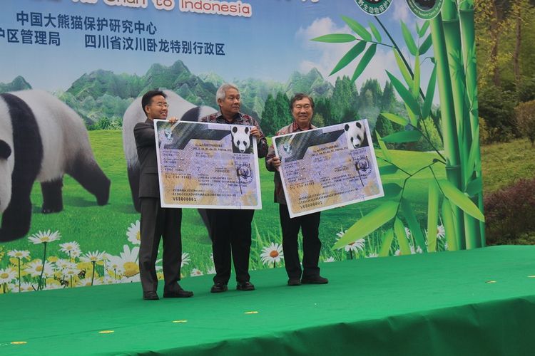 Dubes RI untuk China Soegeng Rahardjo (tengah) dan Direktur Taman Safari Indonesia Jansen Manangsang (kanan) di Wolong Panda Base, Rabu (27/9/2017) siang, menyerahkan visa bagi Cai Tao dan Hu Chun, sepasang panda yang akan dipinjamkan China ke Indonesia selama 10 tahun.