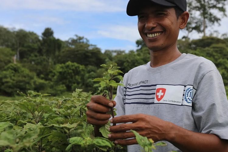 Indonesia memasok hingga 90 persen kebutuhan minyak nilam dunia.