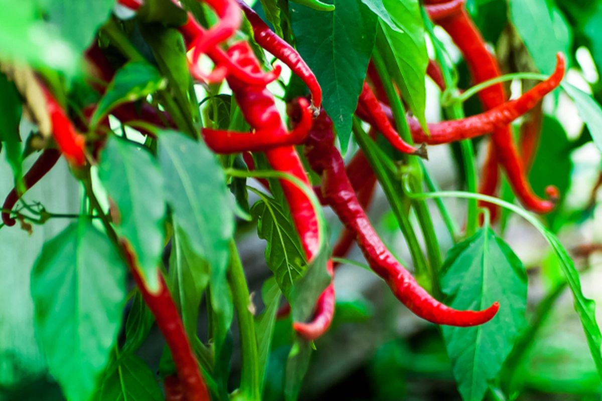 Ilustrasi tanaman cabai, pohon cabai, menanam cabai.