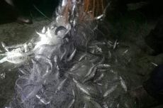 Ikan Laut Naik ke Darat di Cianjur, Berkah yang Patut Diwaspadai