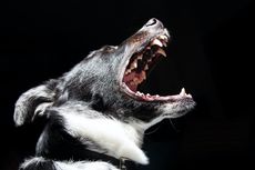 Tren Menggonggong pada Anjing Viral di TikTok, Ini Kata Pakar Hewan
