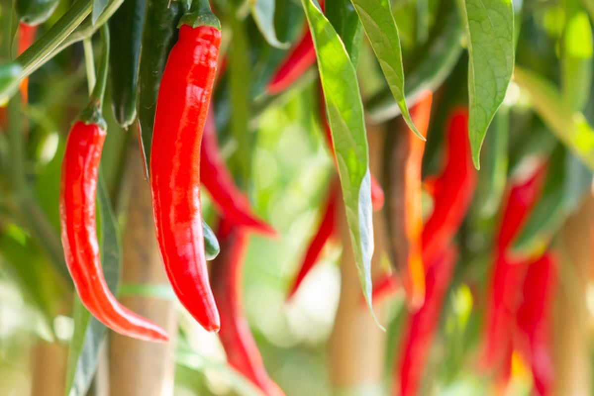 Ilustrasi tanaman cabai.