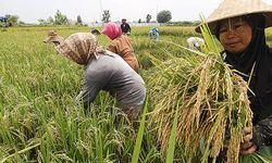 Pengamat Nilai Program AUTP Kementan Tak Dapat Disrpelekan