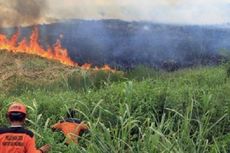 Kebakaran Hutan Rugikan Perkebunan Kelapa Sawit hingga Rp 7,2 Triliun