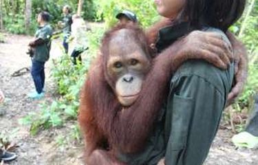 Pelesir ke Tempat Orangutan, Ketahui 5 Fakta Betapa Miripnya ...