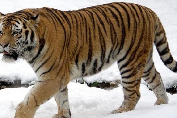 Jelang Teken Proyek Nuklir, Putin Kirim 4 Harimau Amur ke Kazakhstan