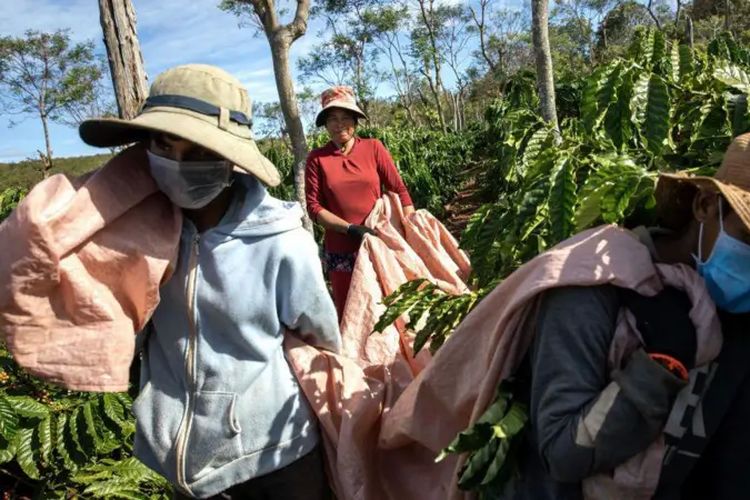Stok kopi di Vietnam hampir habis, dan musim panen baru masih dua bulan lagi.