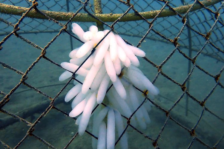 Reklamasi terumbu di Laut Bangka.