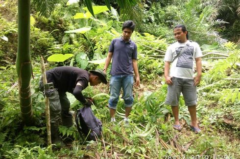 Pantau Harimau Berkeliaran di Dekat Permukiman Warga, BKSDA Pasang Kamera Penjebak