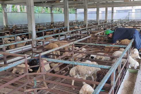 Masyarakat Muslim Singapura Sumbang Ribuan Hewan Kurban bagi Warga Kulon Progo dan Sekitarnya