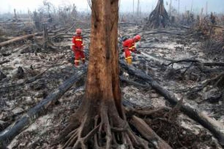 Petugas pemadam kebakaran berupaya memadamkan kebakaran hutan di  Cagar Biosfer Giam Siak Kecil, rumah untuk satwa langka, terancam punah, dan spesies endemik di Tasik Betung, Kabupaten Siak, 3 September 2015.