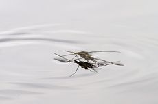 Mengapa Serangga Bisa Berjalan Di Atas Air?
