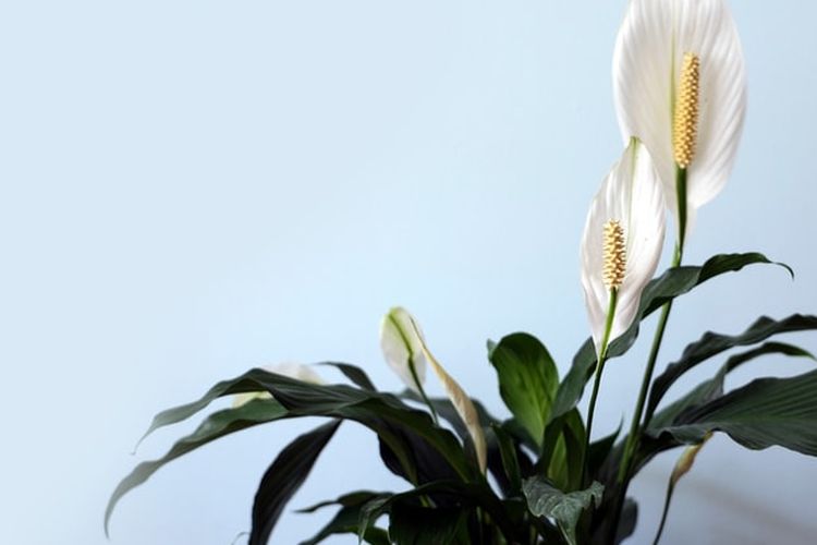Peace lily dapat membantu menghilangkan benzena, formaldehida, dan bahan kimia lain yang keluar dari produk pembersih yang keras. Itulah mengapa peace lily dapat dijadikan pilihan tanaman dalam ruangan yang baik untuk kesehatan.