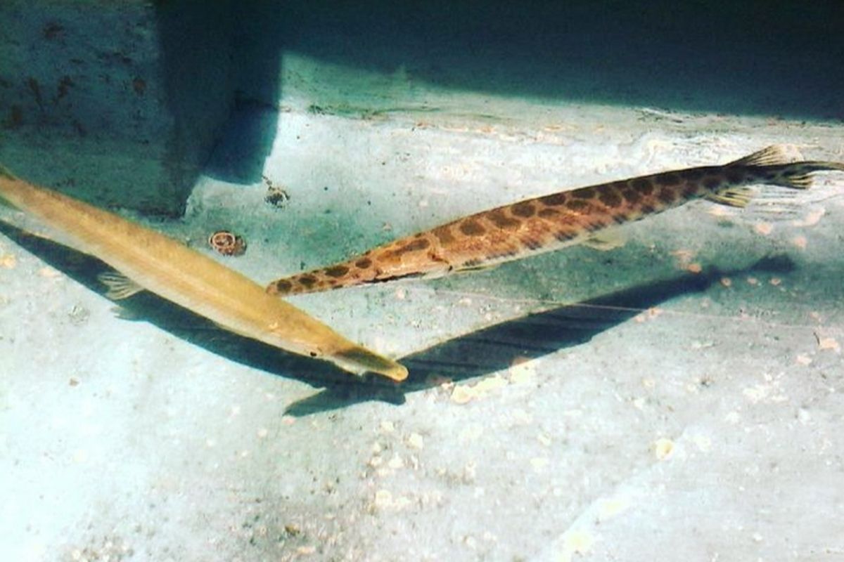 Ikan aligator gar masih dijual bebas di Kota Malang, Jawa Timur.