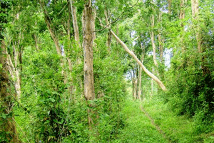 Foto Suaka Margasatwa Gunung Tunggangan.