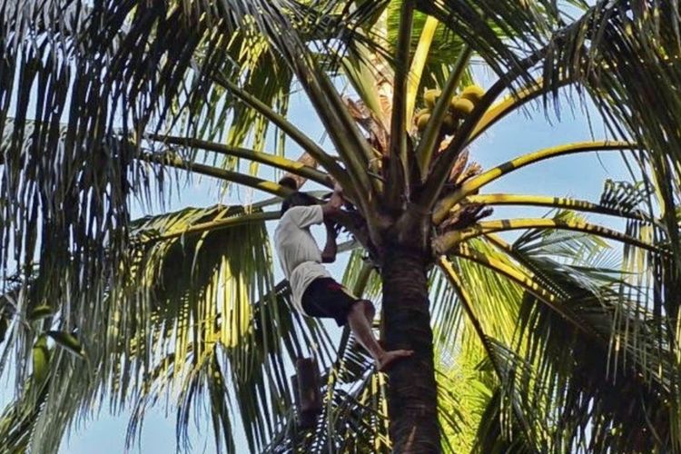 Seorang penyadap nira di Kabupaten Banyumas, Jawa Tengah memanjat pohon kelapa untuk menakik getah mayang.