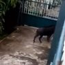 Ramai Seekor Babi Masuk Pekarangan Warga Dayeuh Kolot, Polisi: Bukan Babi Ngepet