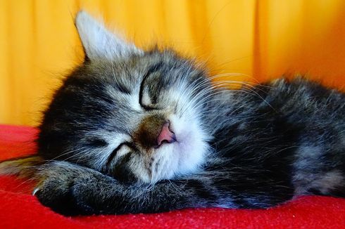 Alasan Kucing Suka Tidur di Atas Pakaian Kita, ternyata...