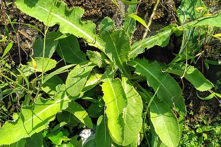 Penyakit Apa Saja yang Bisa Diatasi dengan Daun Tempuyung? Ini 7 Daftarnya