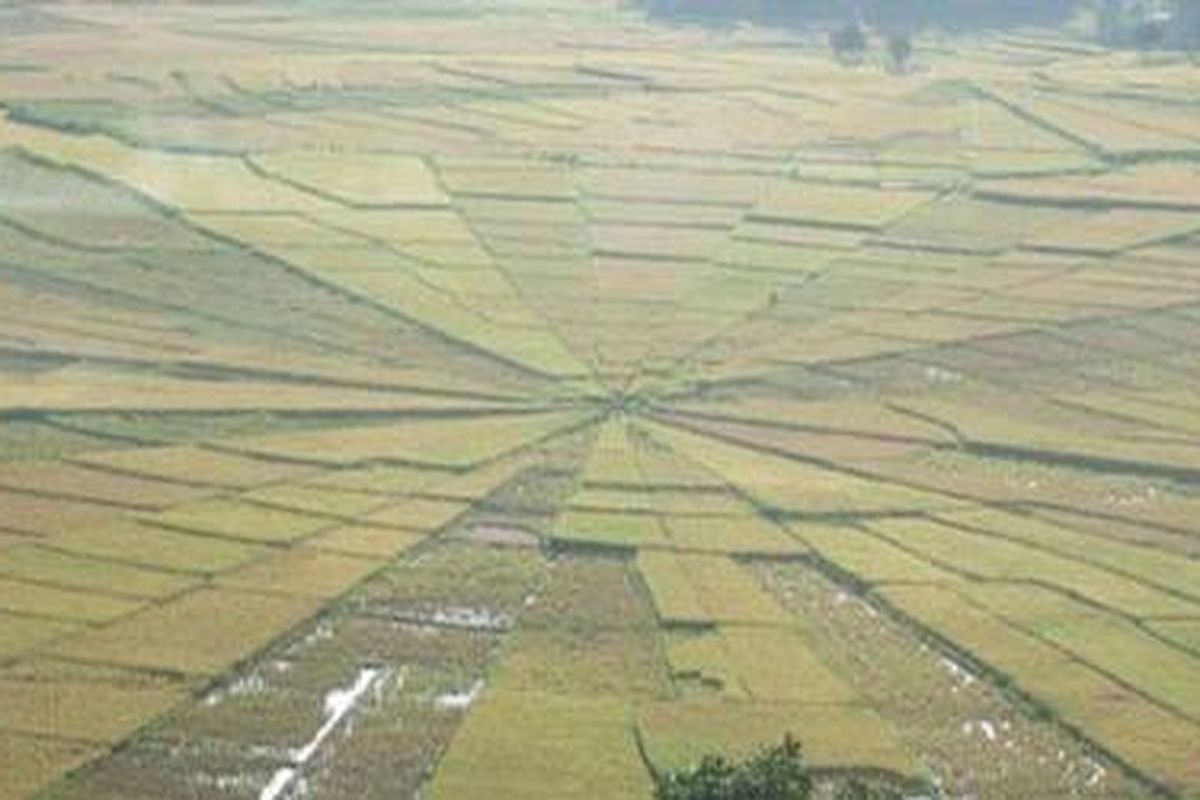 Benar-benar menyerupai laba-laba raksasa. Jaring laba-laba yang berwarna kuning kecoklatan. Penduduk asli menyebutnya dengan Sawah Lodok.