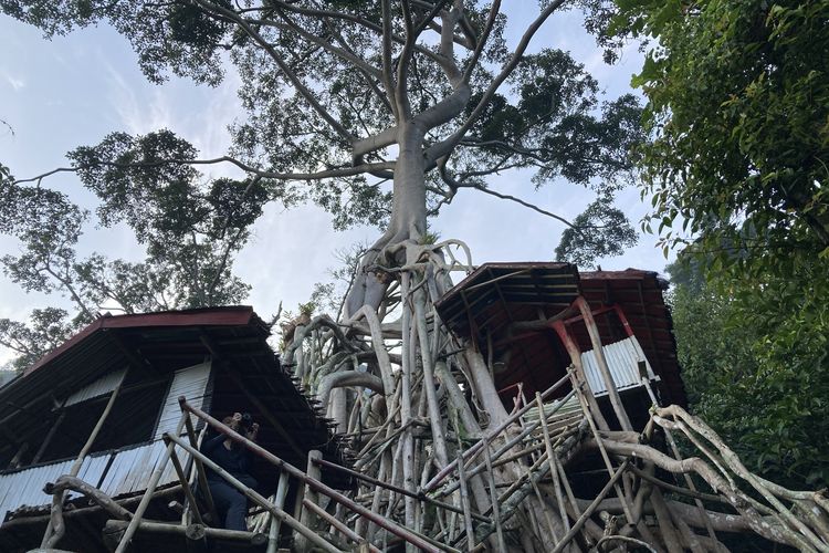 Dua rumah pohon yang terletak di Pos 1 jalur pendakian Gunung Parang via Pesanggrahan di Kabupaten Purwakarta, Jawa Barat, Minggu (13/6/2021).