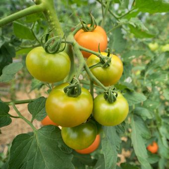 Ilustrasi tanaman tomat dengan buah hijau atau belum matang.