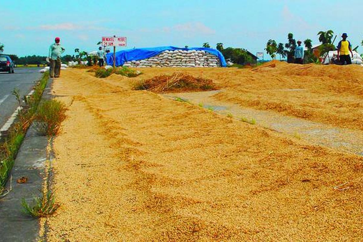 Kebanyakan petani dan bandar gabah di pantai utara memanfaatkan median jalan untuk menjemur hasil panen, seperti terlihat di Kecamatan Kertasemaya, Indramayu, Jawa Barat, Rabu (2/4). Hal itu karena mereka tidak memiliki lantai penjemuran gabah. Selain itu, penjemuran di jalan membuat gabah lebih cepat kering.  