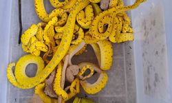 169 Reptil Dilindungi Hendak Dijual, Ada Sanca hingga Biawak