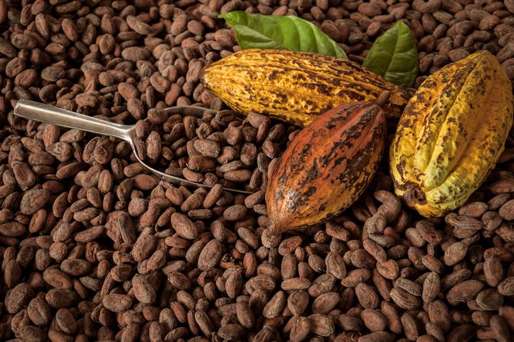Ilustrasi biji kakao dan buah kakao sebelum diolah menjadi cokelat.