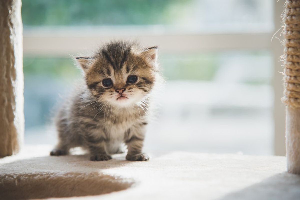 Ilustrasi anak kucing.