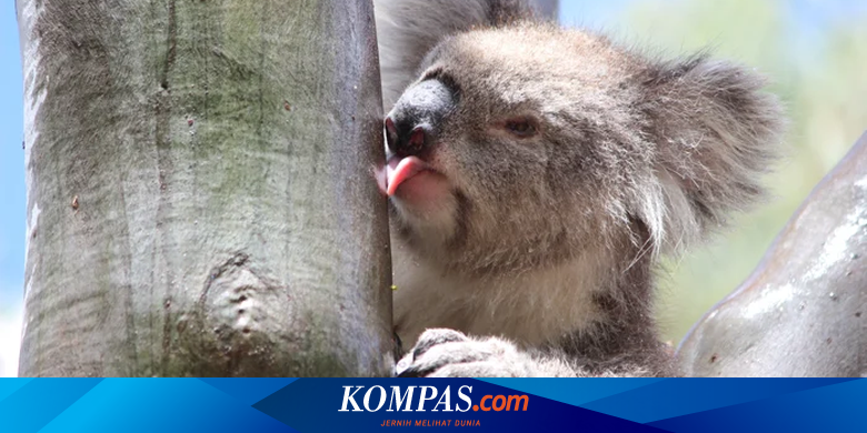 7 Manfaat Minyak Eucalyptus yang Baik untuk Kesehatan