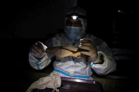 Ilmuwan Berburu Virus Kelelawar di Hutan dan Gua Filipina, Untuk Apa?