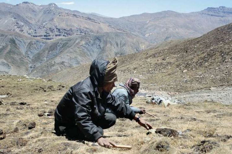 Masyarakat di Dataran Tinggi Tibet mencari jamur yang dijuluki sebagai viagra Himalaya.