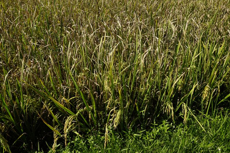 Ilustrasi tanaman padi terserang hawar daun padi