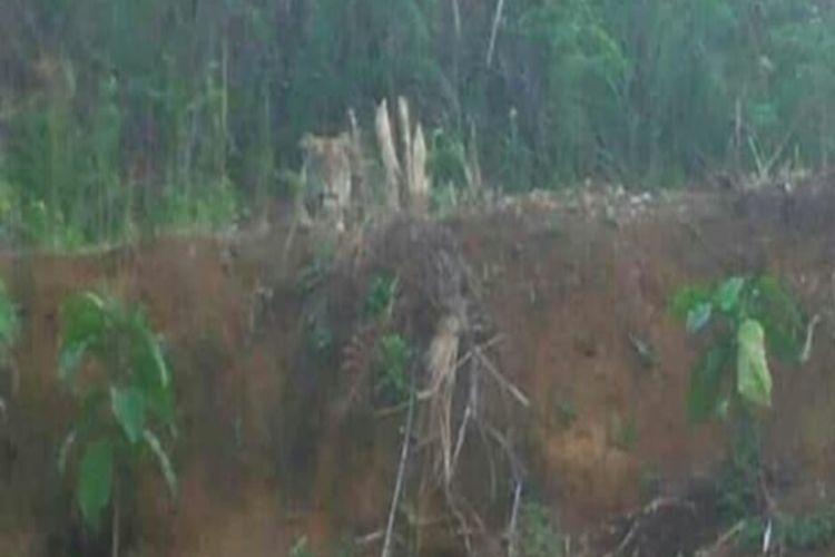 harimau sumatera tertangkap kamera warga saat masuk ke permukiman