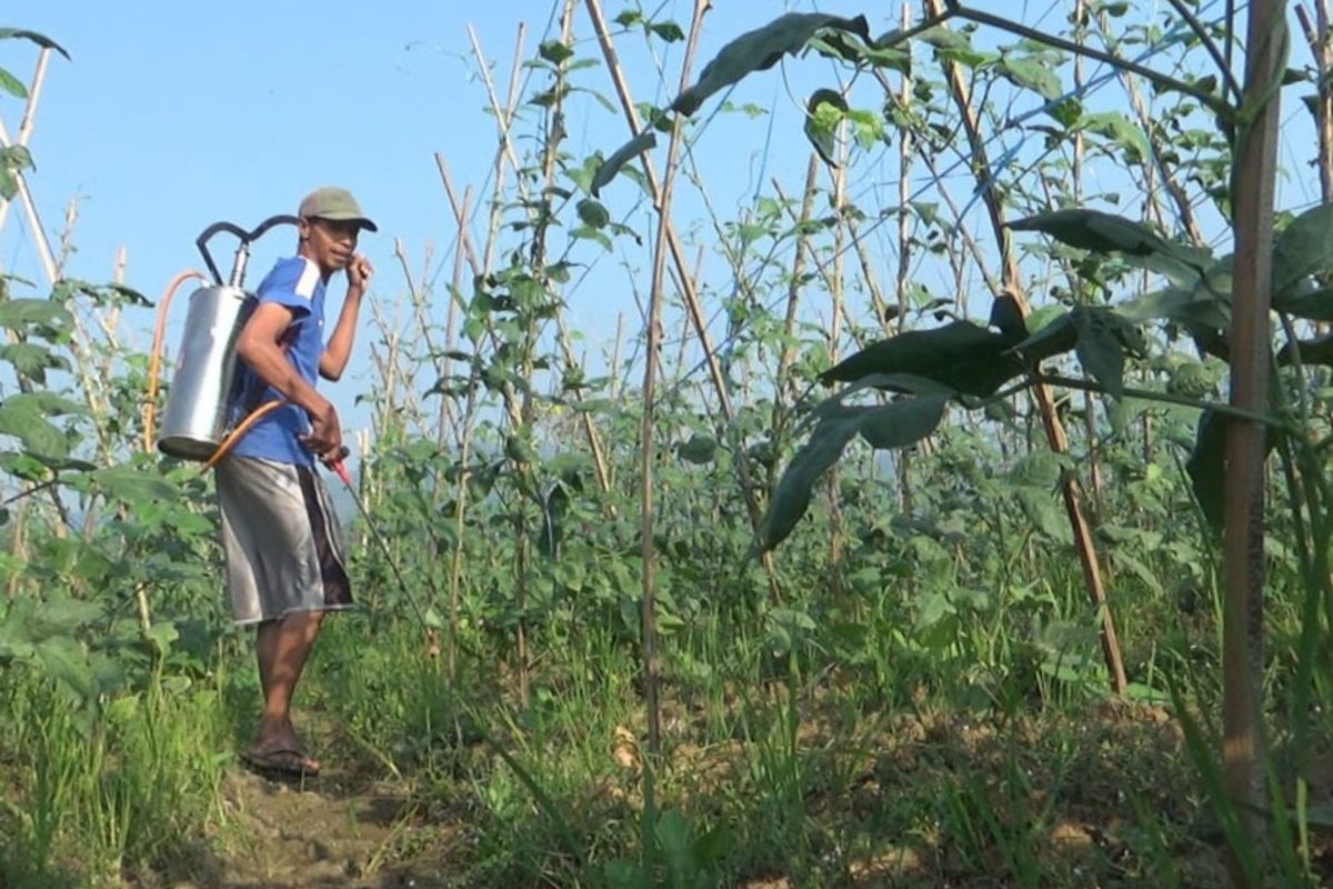 Seorang petani di Cianjur, Jawa Barat ini tengah menyiram tanamannya yang terancam kekeringan. Ia harus bolak balik ke sungai sejauh 1 kilometer supaya bisa mengairi ladangnya.